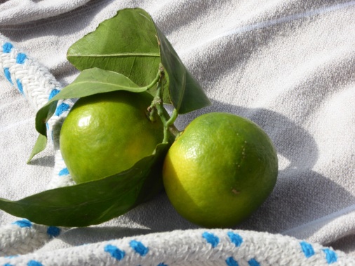 Mandarinen auf Kalymnos